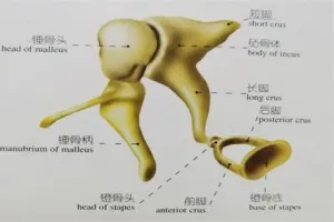 听小骨位置 听小骨位置