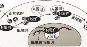 有被小窝 有被小窝