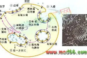 内吞作用 内吞作用