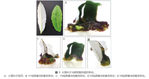 火草叶片脱分化愈伤(不同培养基对比) 火草叶片脱分化愈伤(不同培养基对比)