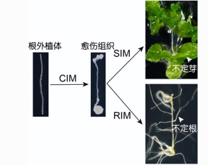 拟南芥离体再生(脱分化→再分化流程) 拟南芥离体再生(脱分化→再分化流程)