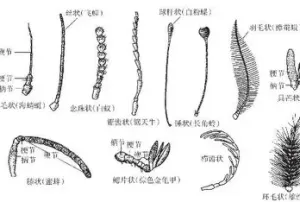 蝴蝶抱握器边缘毛状生殖刚毛 蝴蝶抱握器边缘毛状生殖刚毛