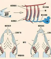 侧气管鳃 侧气管鳃