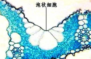 小麦叶片横切面,示上表皮成扇形排列的泡状细胞(中央大液泡清晰) 小麦叶片横切面,示上表皮成扇形排列的泡状细胞(中央大液泡清晰)