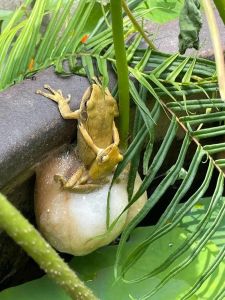 碧纹翡翠树蛙