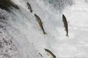 鲑鱼洄游