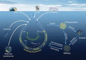 沙尘铁施肥驱动浮游植物水华示意图