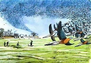 旅鸽繁殖地历史版画插图