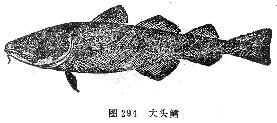 大头鳕