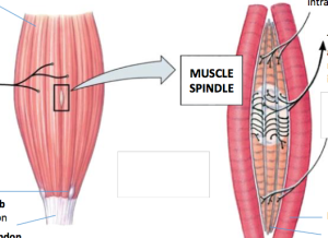 muscle spindle