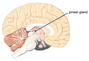 Pineal Gland