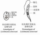杜氏利什曼原虫