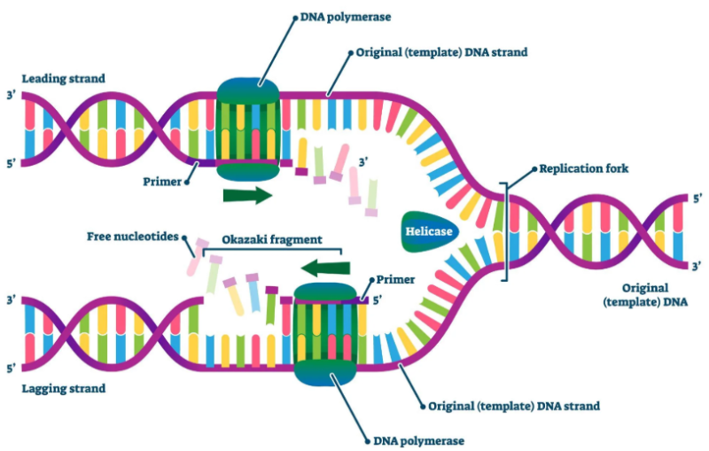 什么是Taq DNA 聚合酶|热稳定 PCR 酶的应用及选购指南