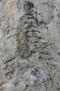 生物沉积