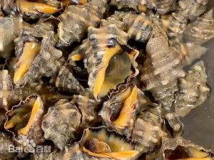 疣荔枝螺