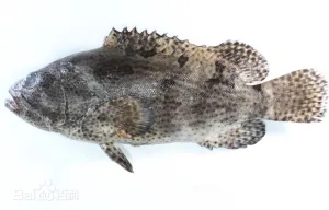 棕点石斑鱼 棕点石斑鱼