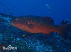 豹纹鳃棘鲈 豹纹鳃棘鲈