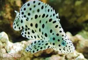 老鼠斑 老鼠斑