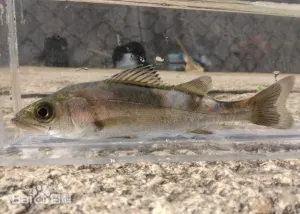 海鲈鱼