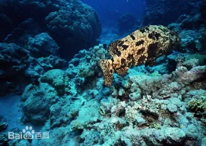 珍珠龙胆石斑鱼