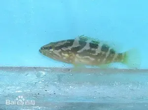 云纹石斑鱼