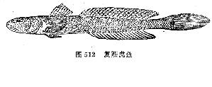 复鰕虎鱼