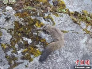 绒鼯鼠