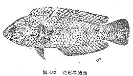 花鳍海猪鱼