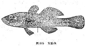 黄黝鱼 黄黝鱼