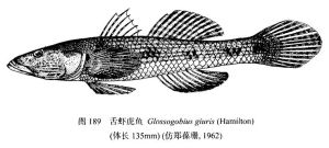 舌虾虎鱼 舌虾虎鱼