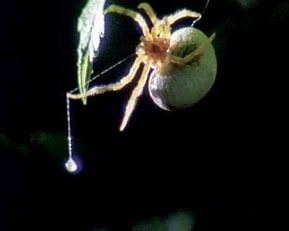 雌性流星锤蜘蛛的生态照片 雌性流星锤蜘蛛的生态照片