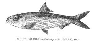 大眼翠鳞鱼 大眼翠鳞鱼