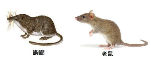 鼩鼱尖吻部与鼠类圆吻部