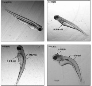 稀有鮈鲫在鱼类胚胎急性毒性试验中的适用性研究 稀有鮈鲫在鱼类胚胎急性毒性试验中的适用性研究