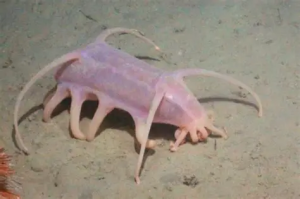 海猪