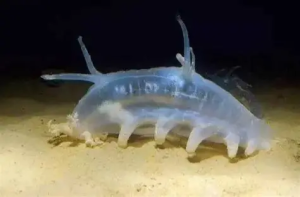 海猪