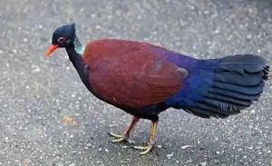 雉鸠 雉鸠