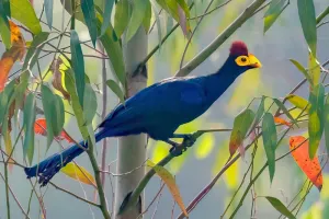 紫蕉鹃 紫蕉鹃