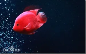 血鹦鹉