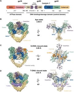 Fig. 1. Cryo-EM reconstruction and molecular models of Bacteriophage T4 DNA Topo II.