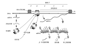 乳糖操纵子的结构