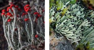 左：红头石蕊 Cladonia floerkeana 右：大柱衣 Pilophorus acicularis
