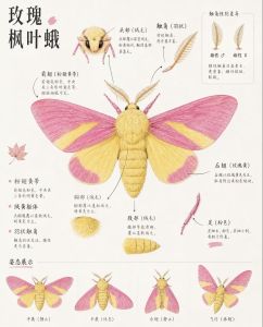 形态 形态