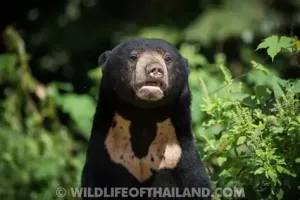 马来熊胸标特写照片 马来熊胸标特写照片