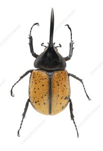 赫拉克勒斯甲虫