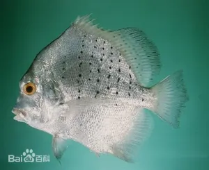 斑点鸡笼鲳