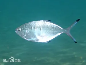 卵形鲳鲹 卵形鲳鲹
