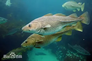 鳕鱼