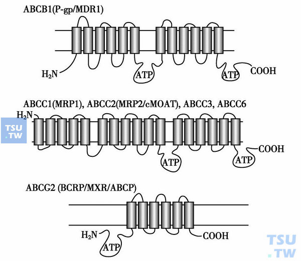 细胞膜ABC系统——“外排泵” - 血液病学 - 天山医学院
