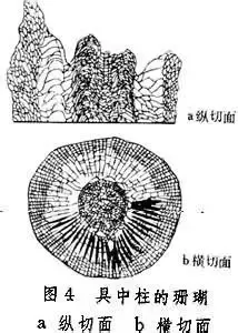 四射珊瑚隔壁中羽榍